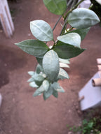 Hoya Lacunosa HSL