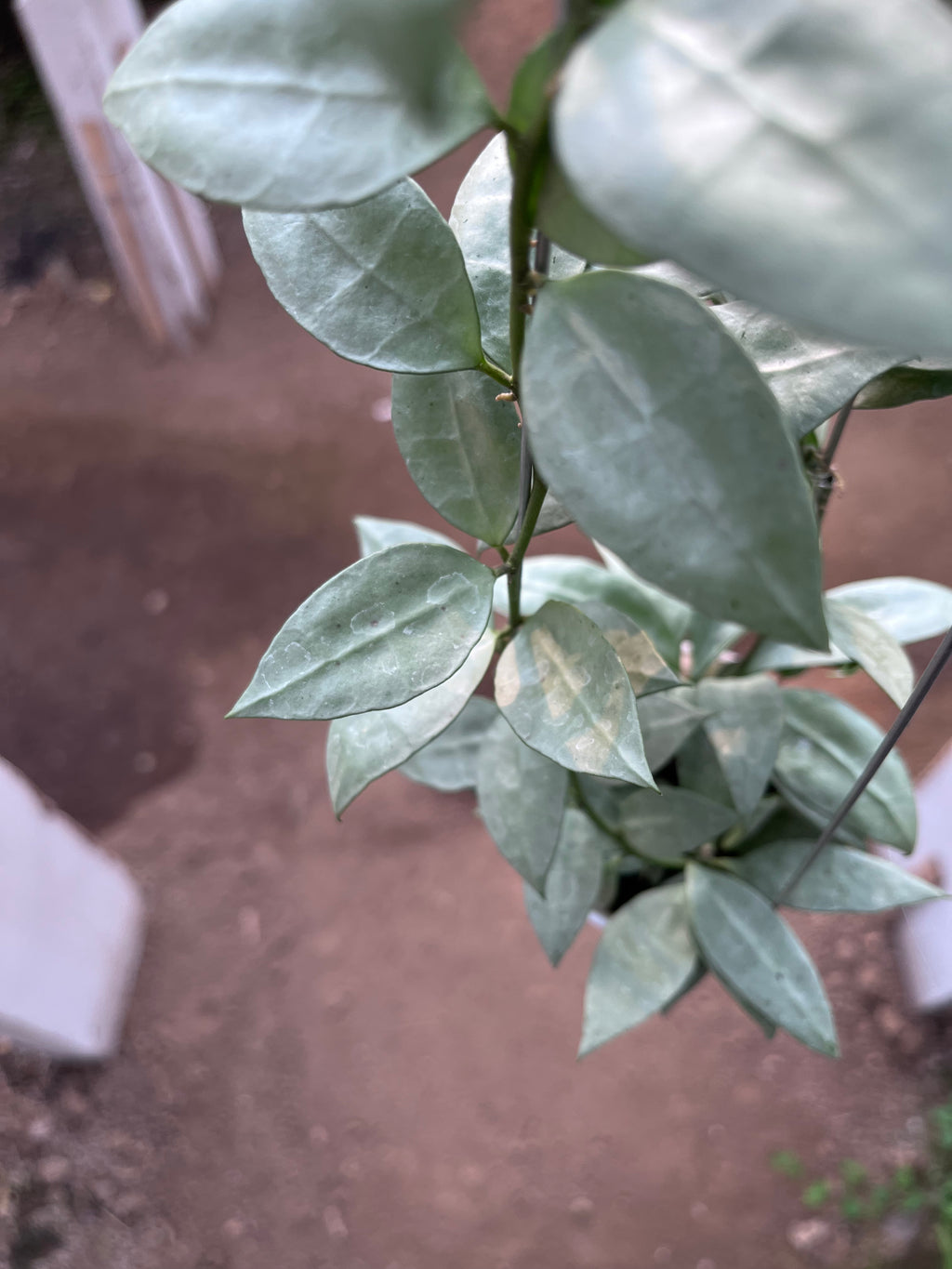 Hoya Lacunosa HSL