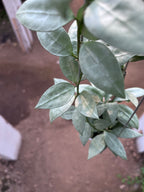 Hoya Lacunosa HSL