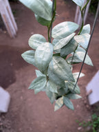 Hoya Lacunosa HSL