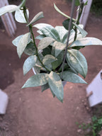 Hoya Lacunosa HSL