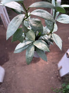 Hoya Lacunosa HSL