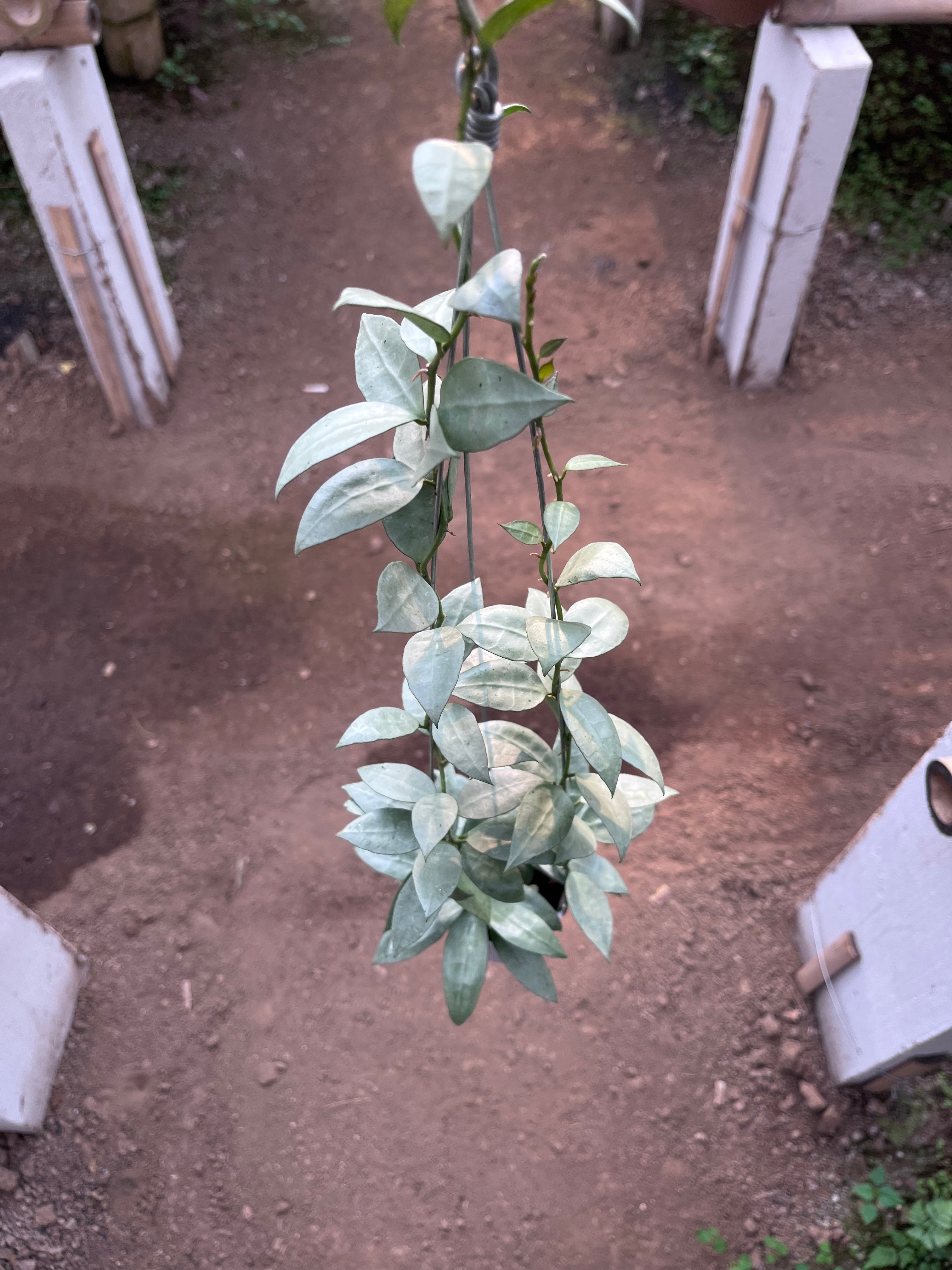 Hoya Lacunosa HSL
