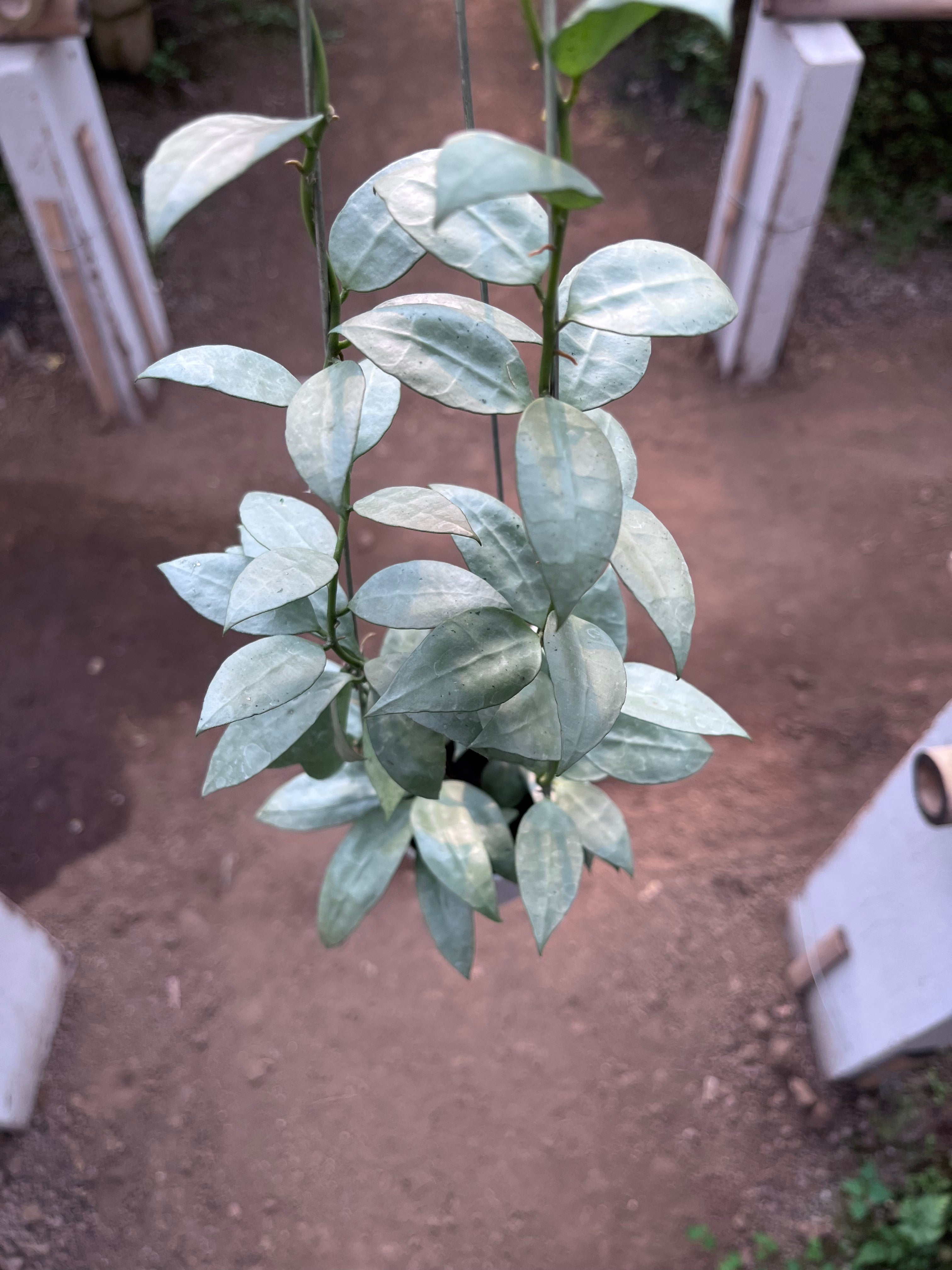 Hoya Lacunosa HSL