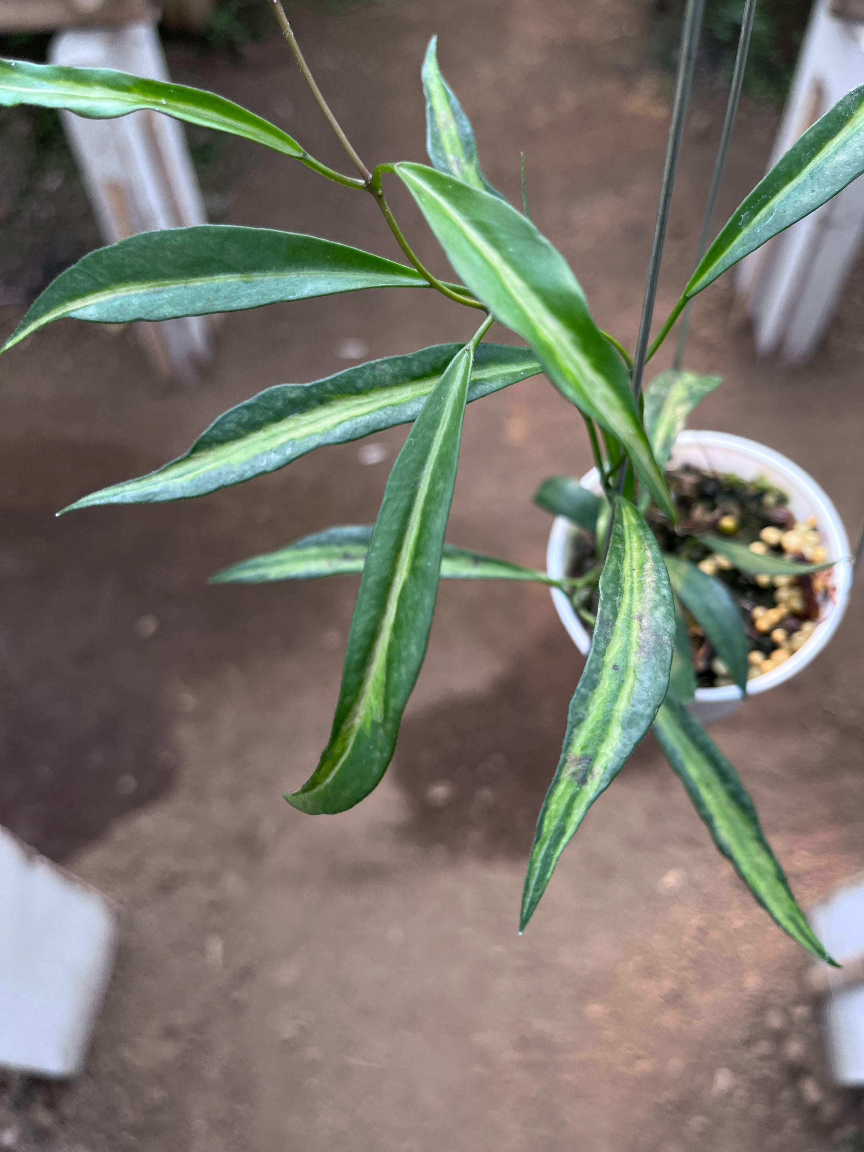 Hoya Tsangii Inner Var