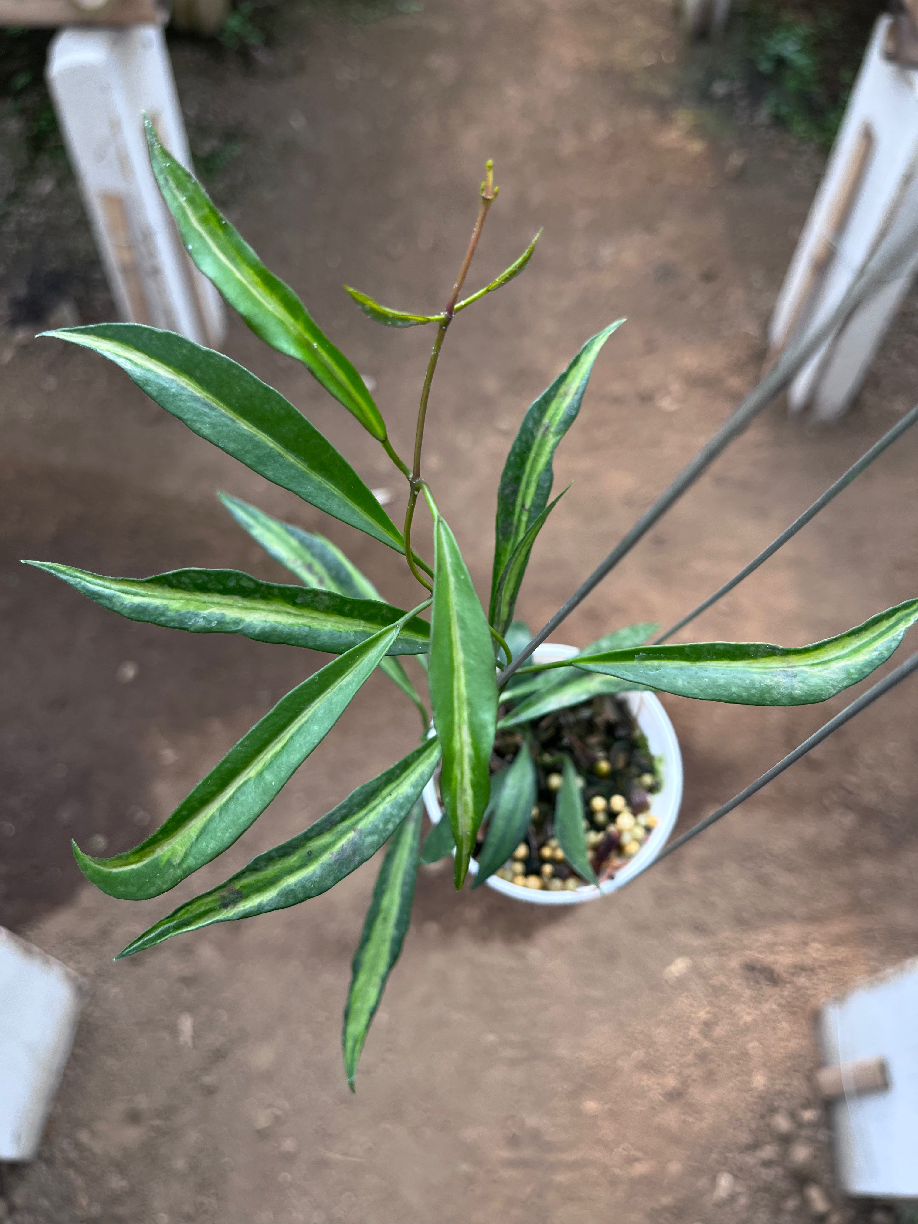 Hoya Tsangii Inner Var