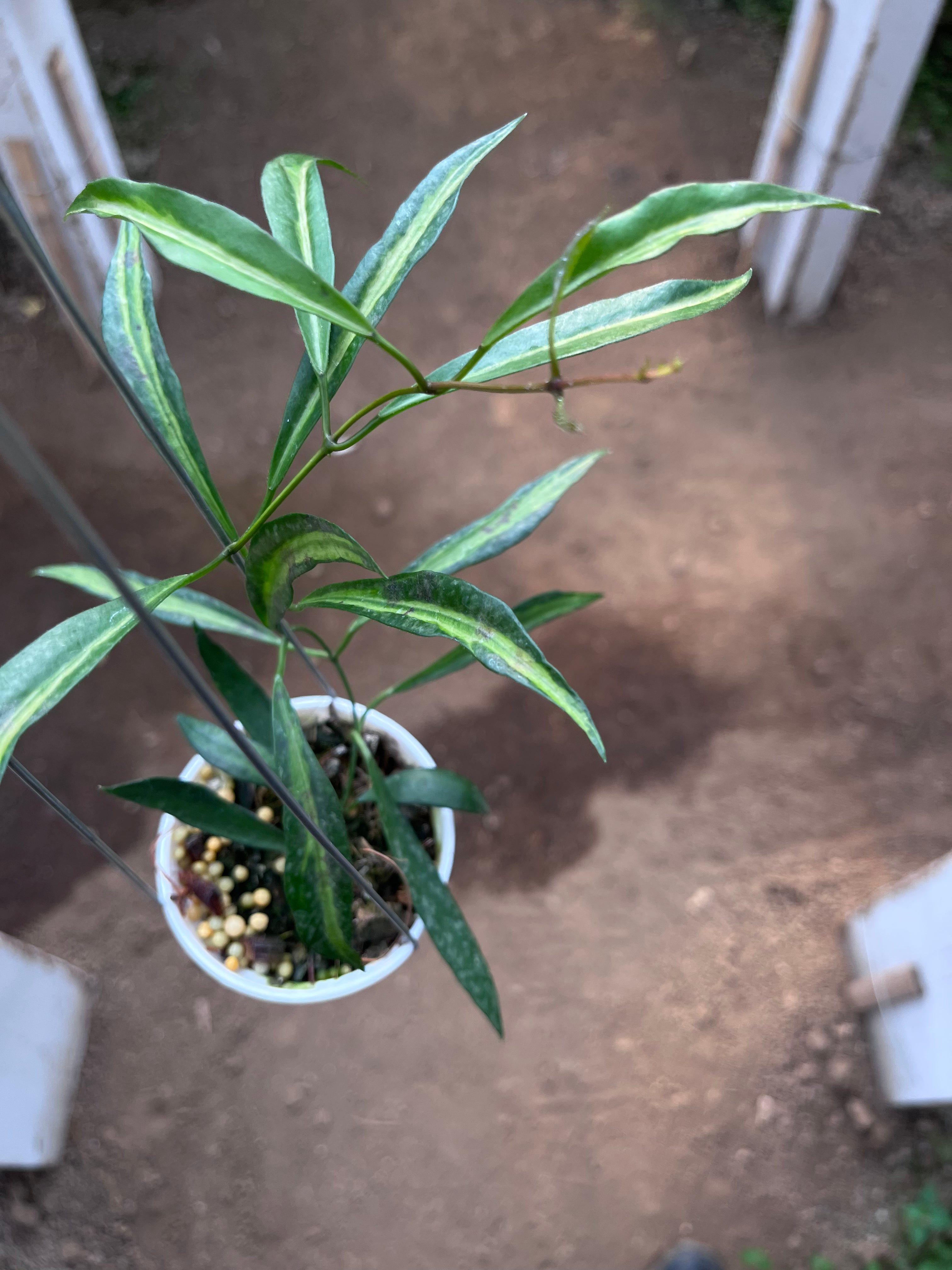 Hoya Tsangii Inner Var