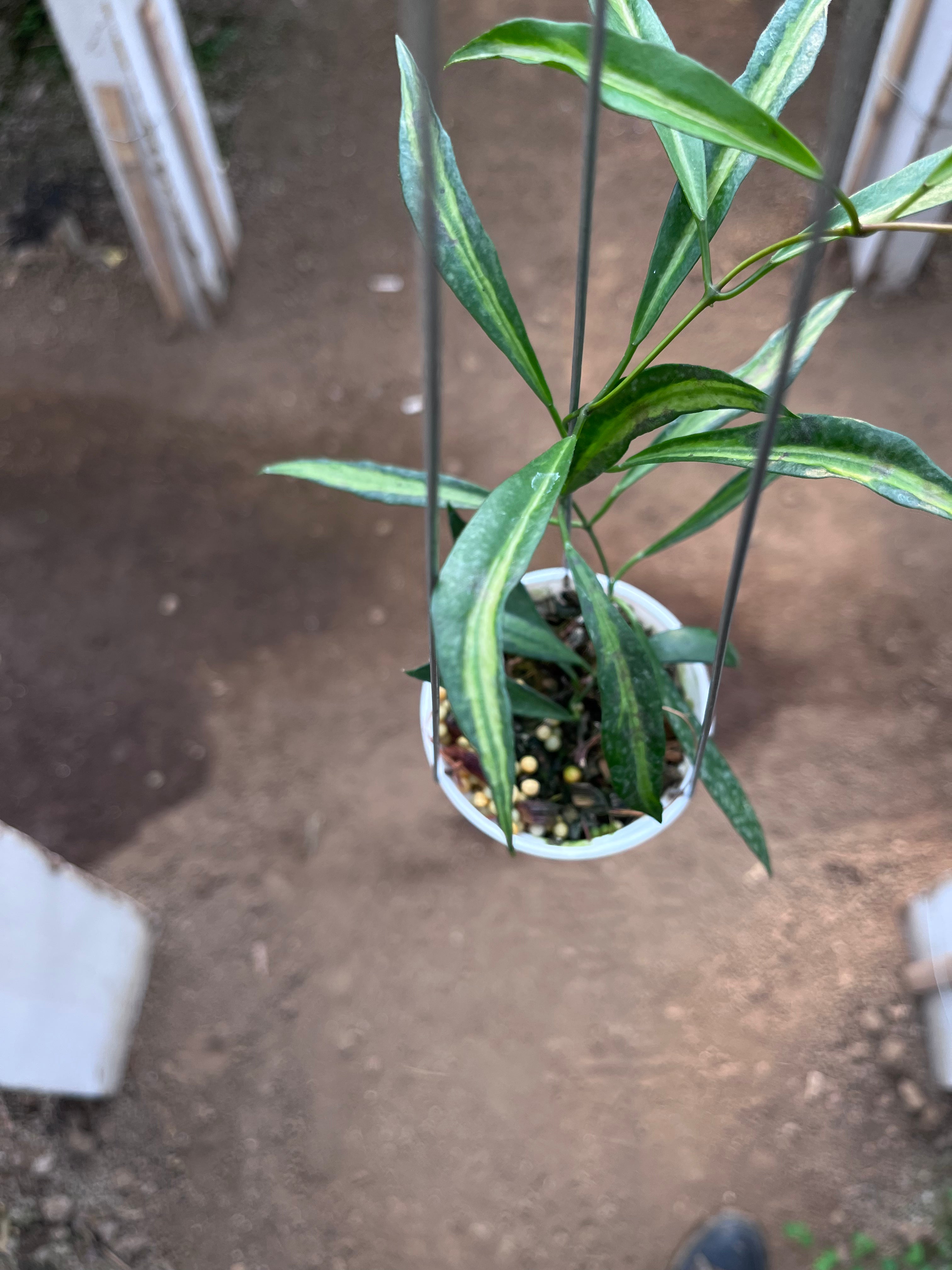 Hoya Tsangii Inner Var