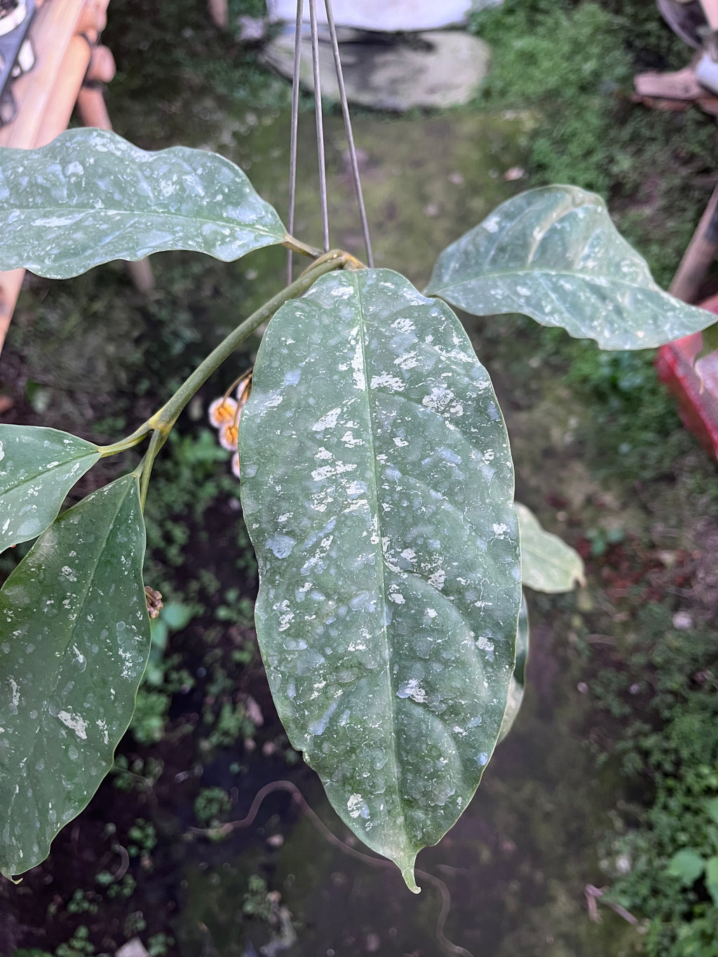 Hoya Prateorii