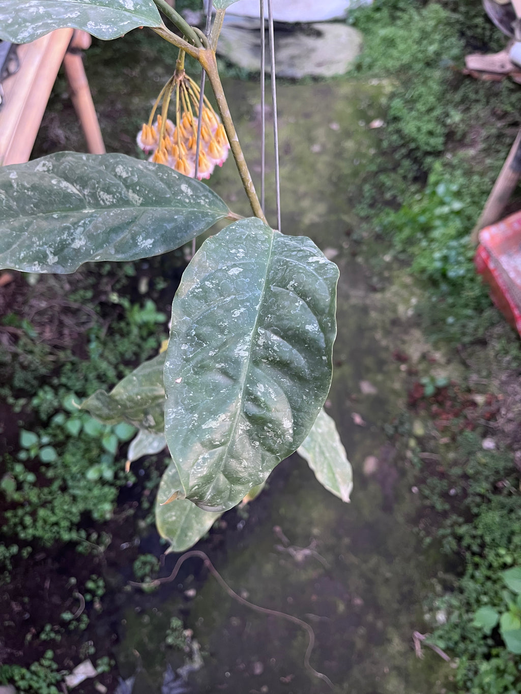 Hoya Prateorii