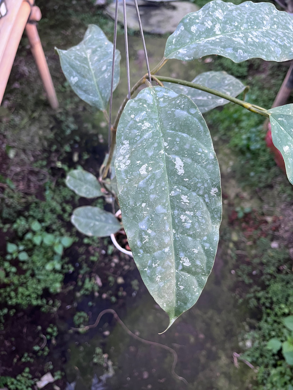 Hoya Prateorii