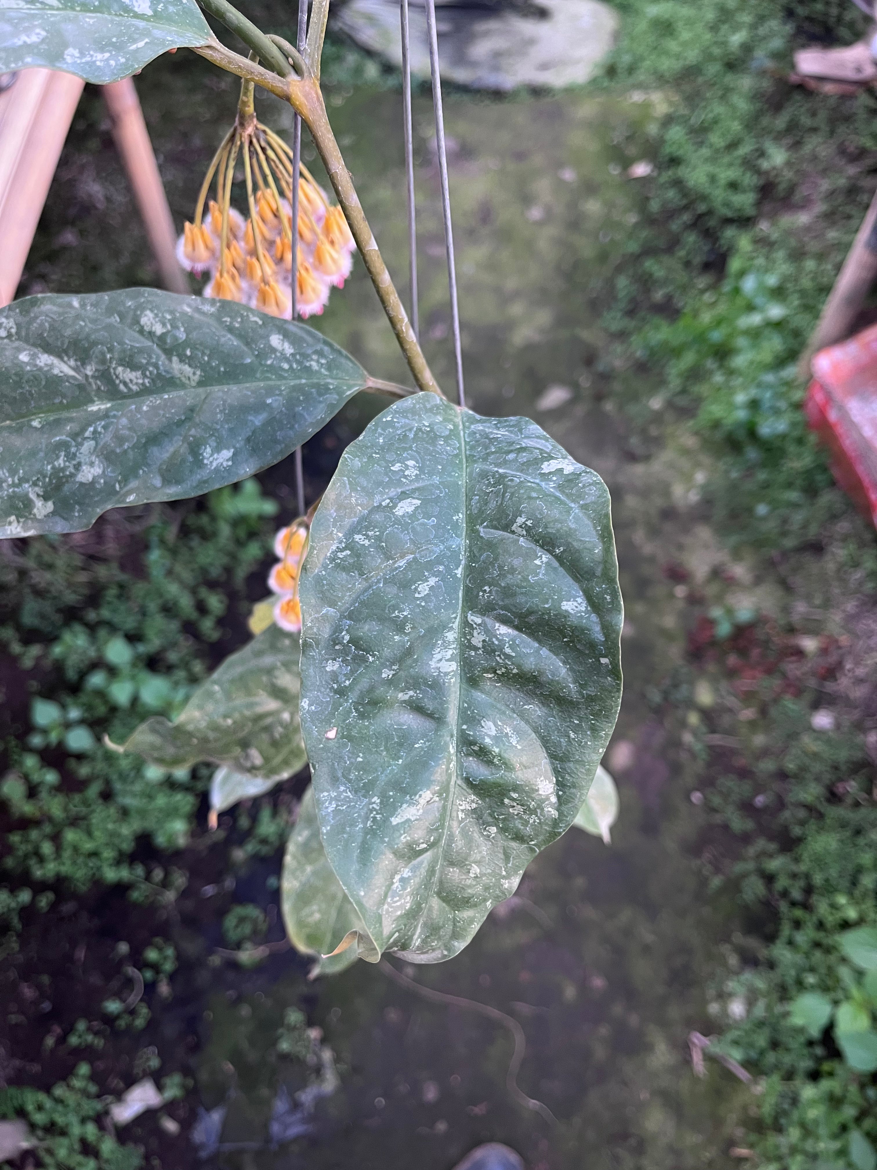 Hoya Prateorii