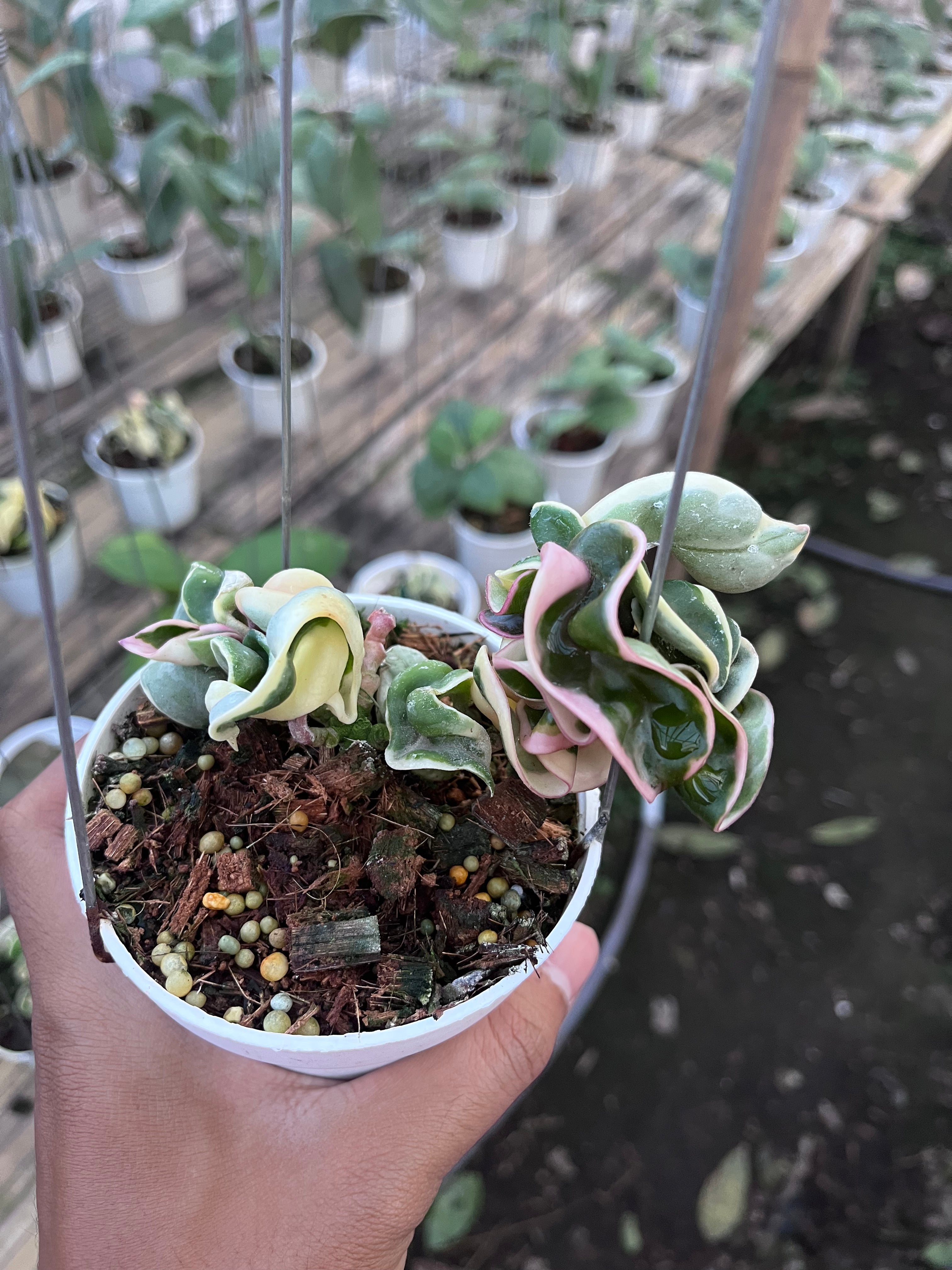 Hoya Compacta Regalis