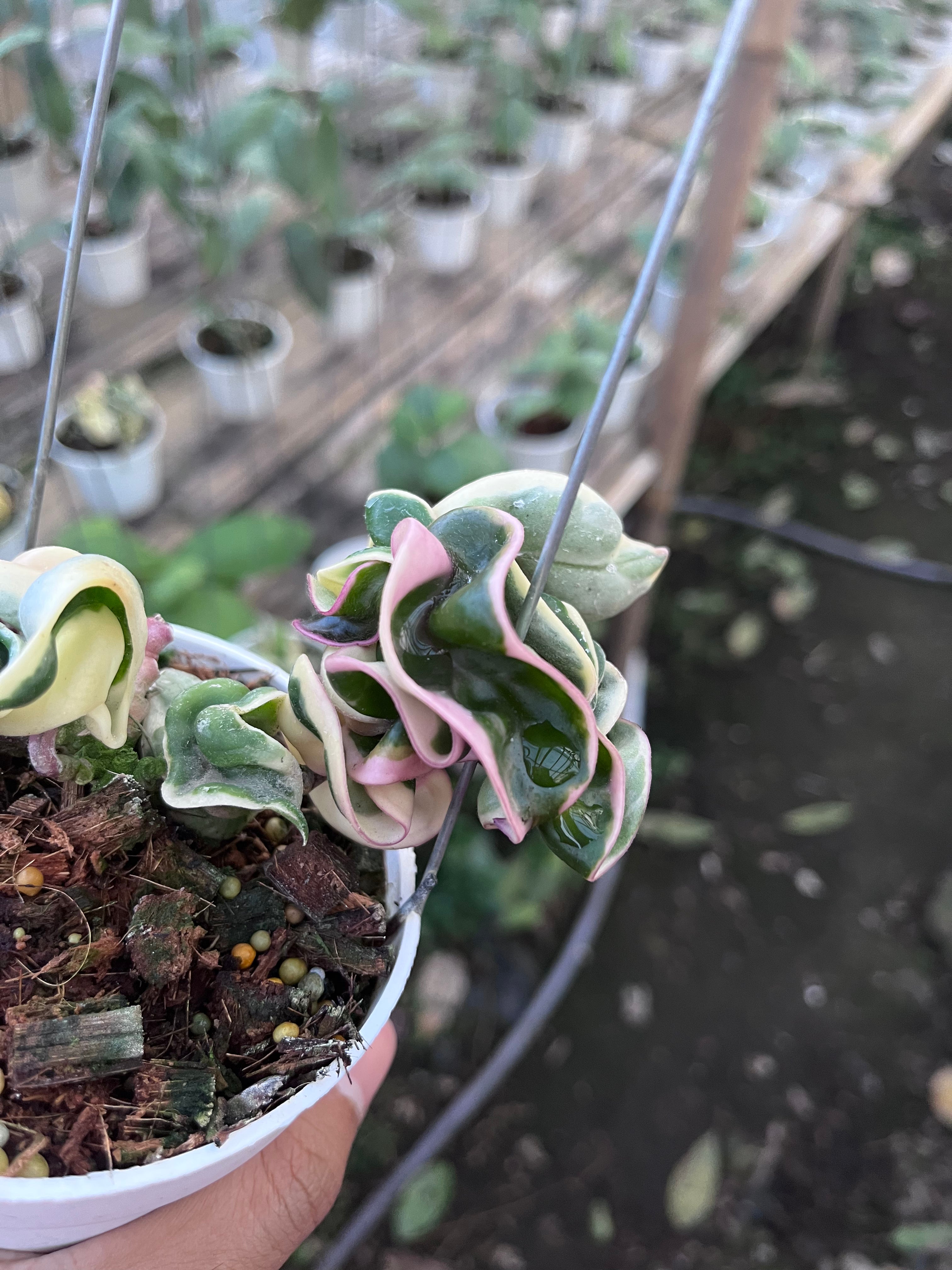 Hoya Compacta Regalis