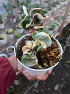 Hoya Compacta Regalis