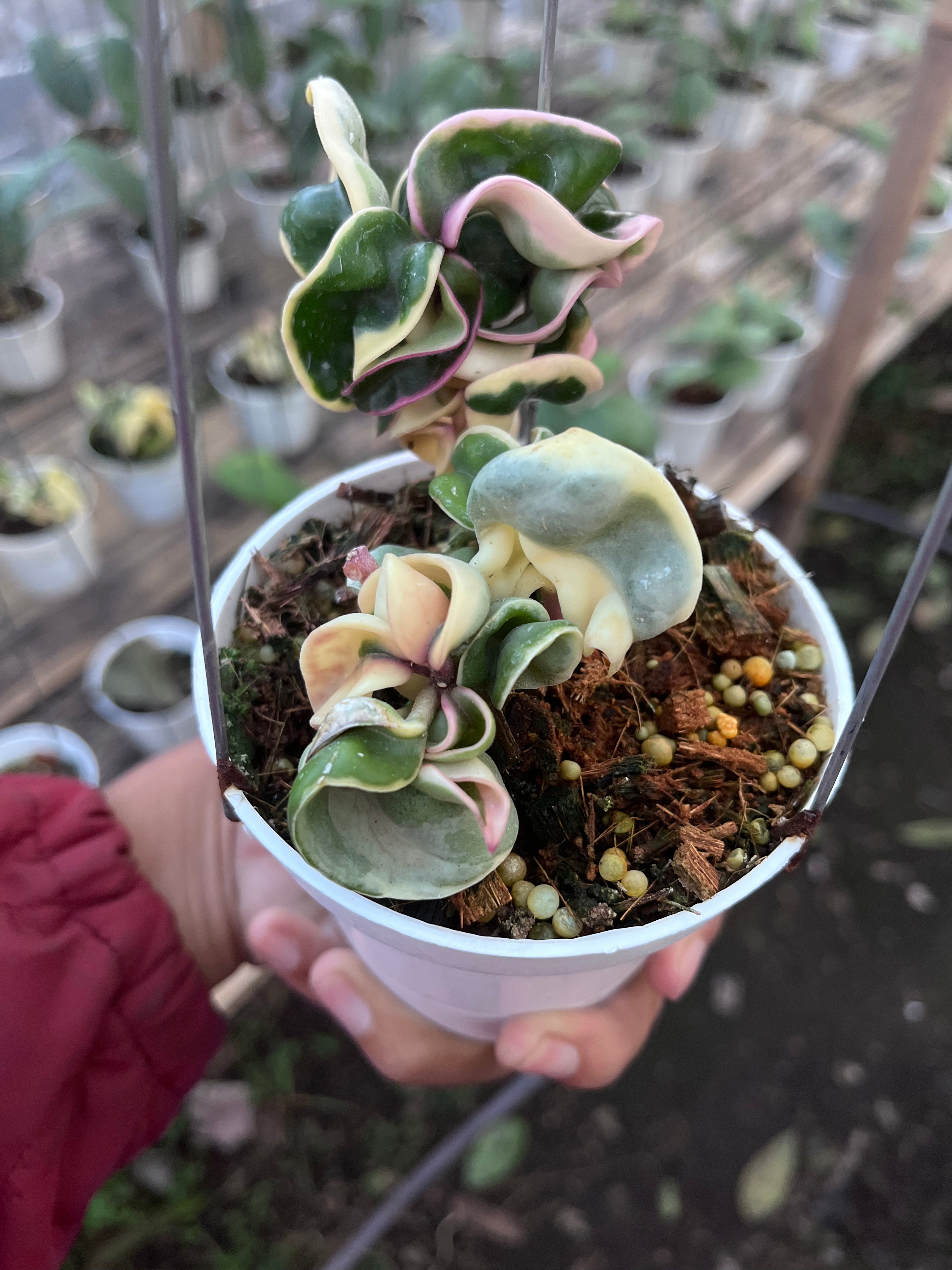 Hoya Compacta Regalis