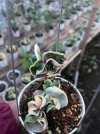 Hoya Compacta Regalis