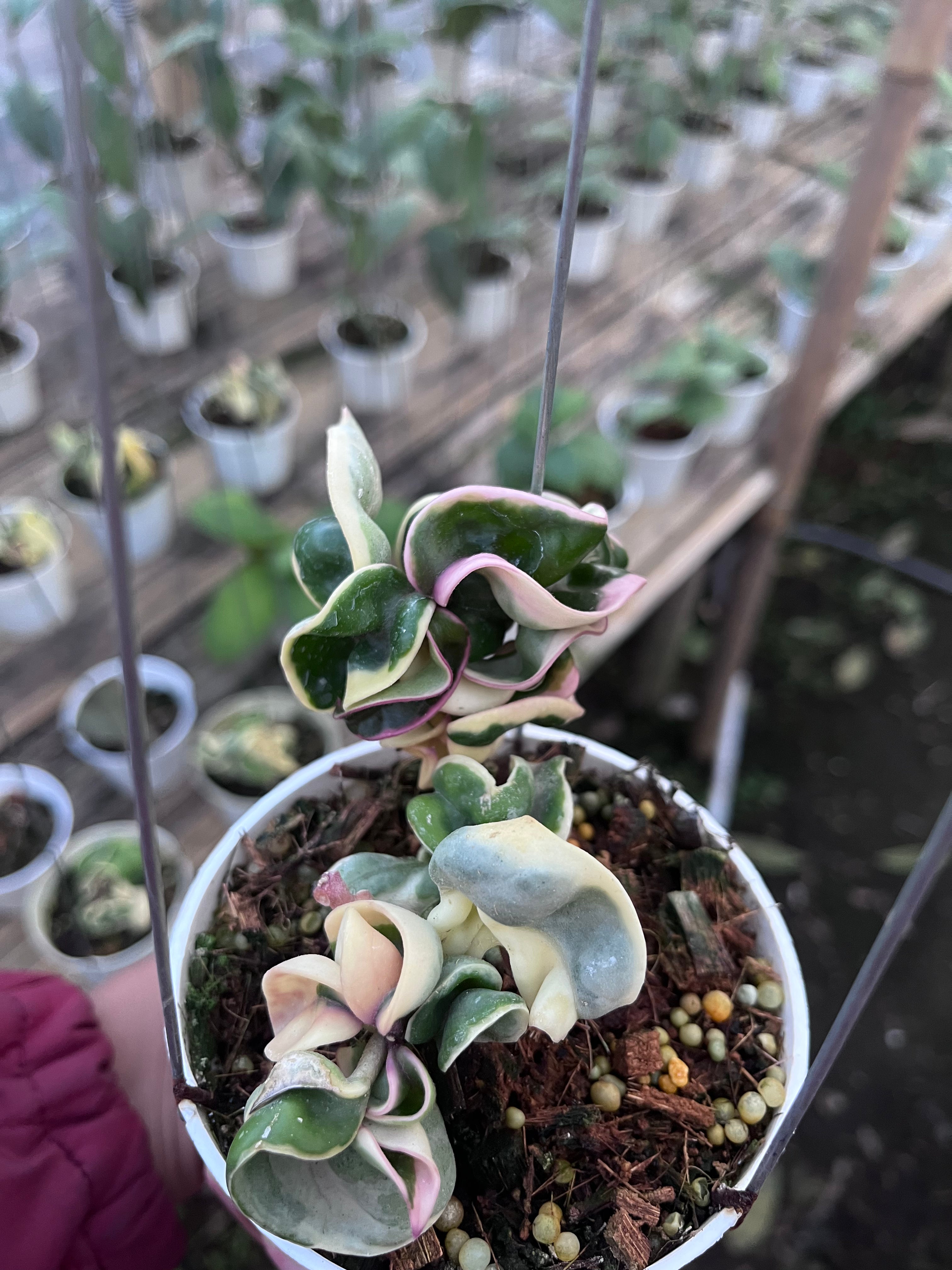 Hoya Compacta Regalis