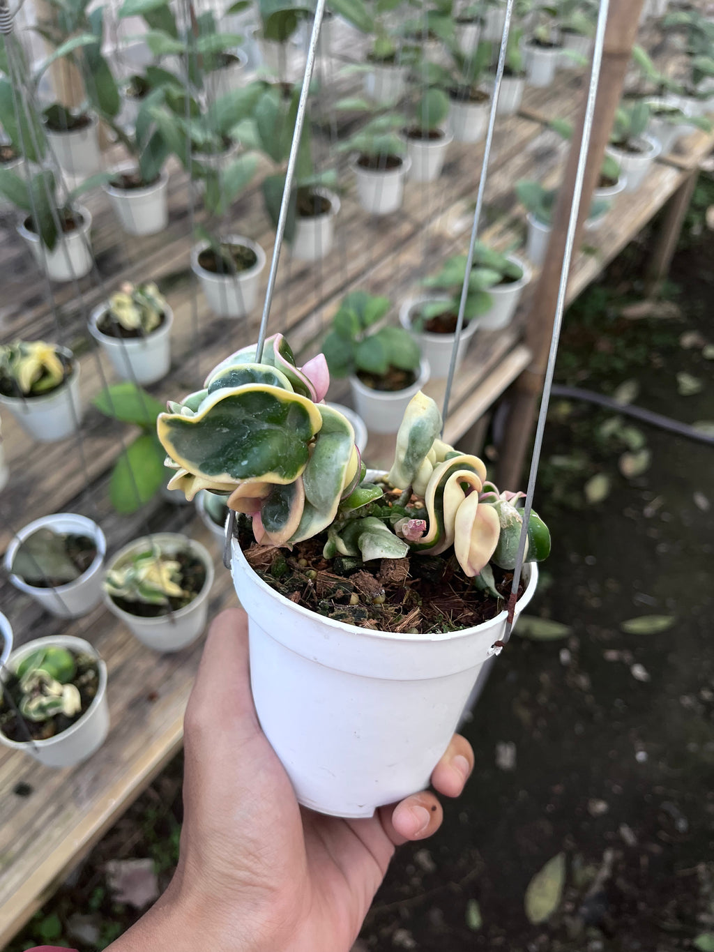 Hoya Compacta Regalis