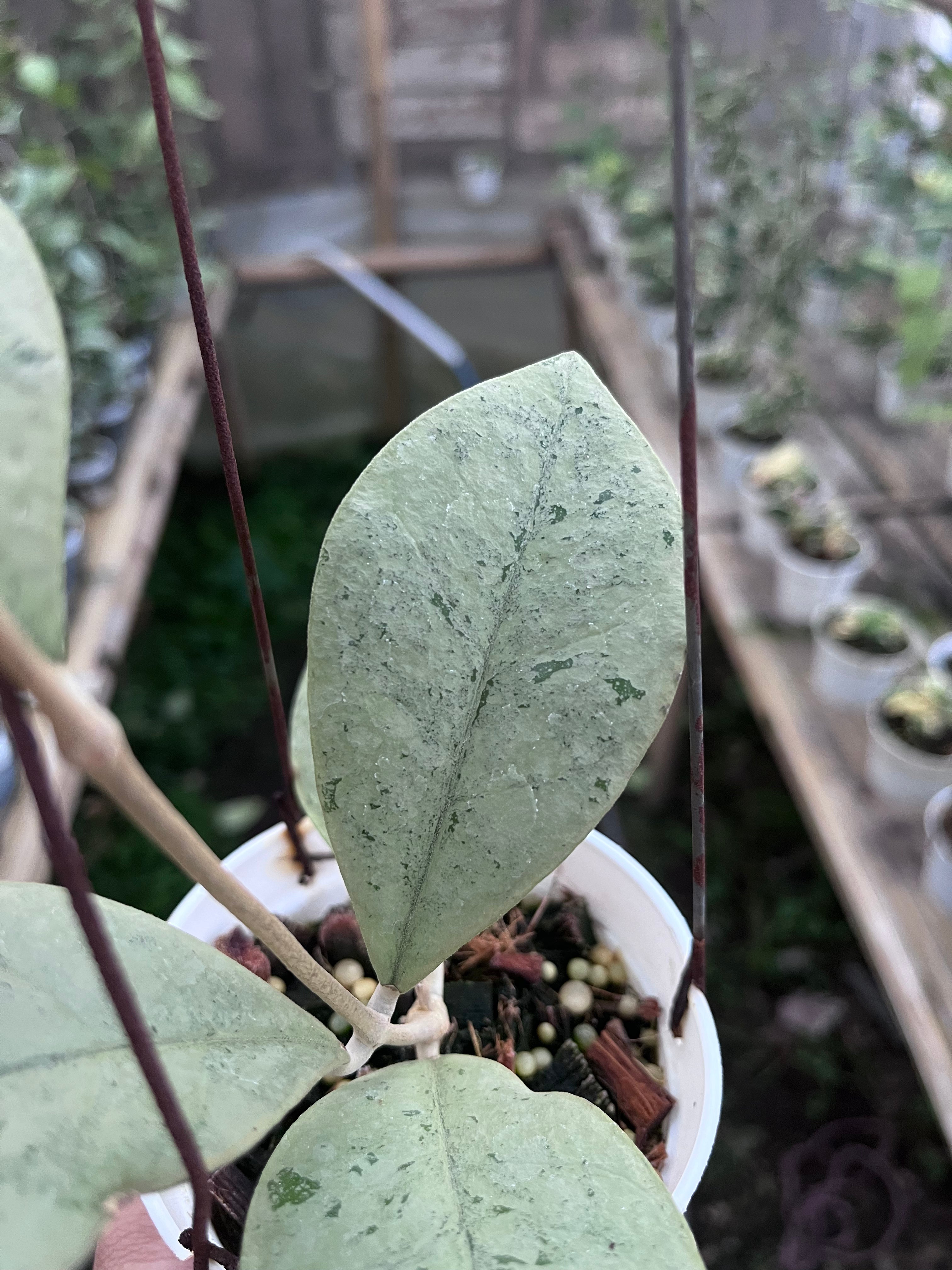 Hoya Kalbar Silver