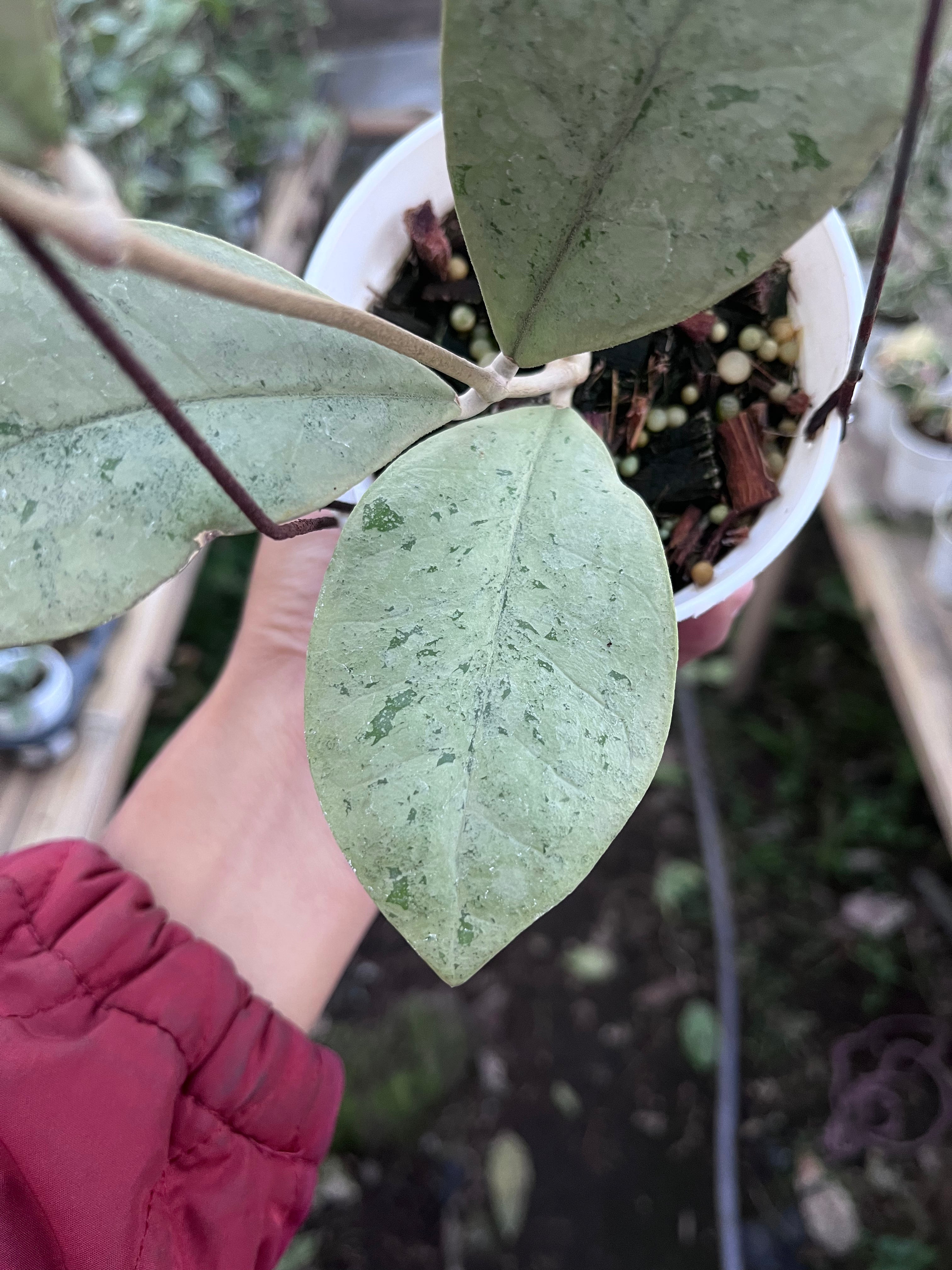 Hoya Kalbar Silver