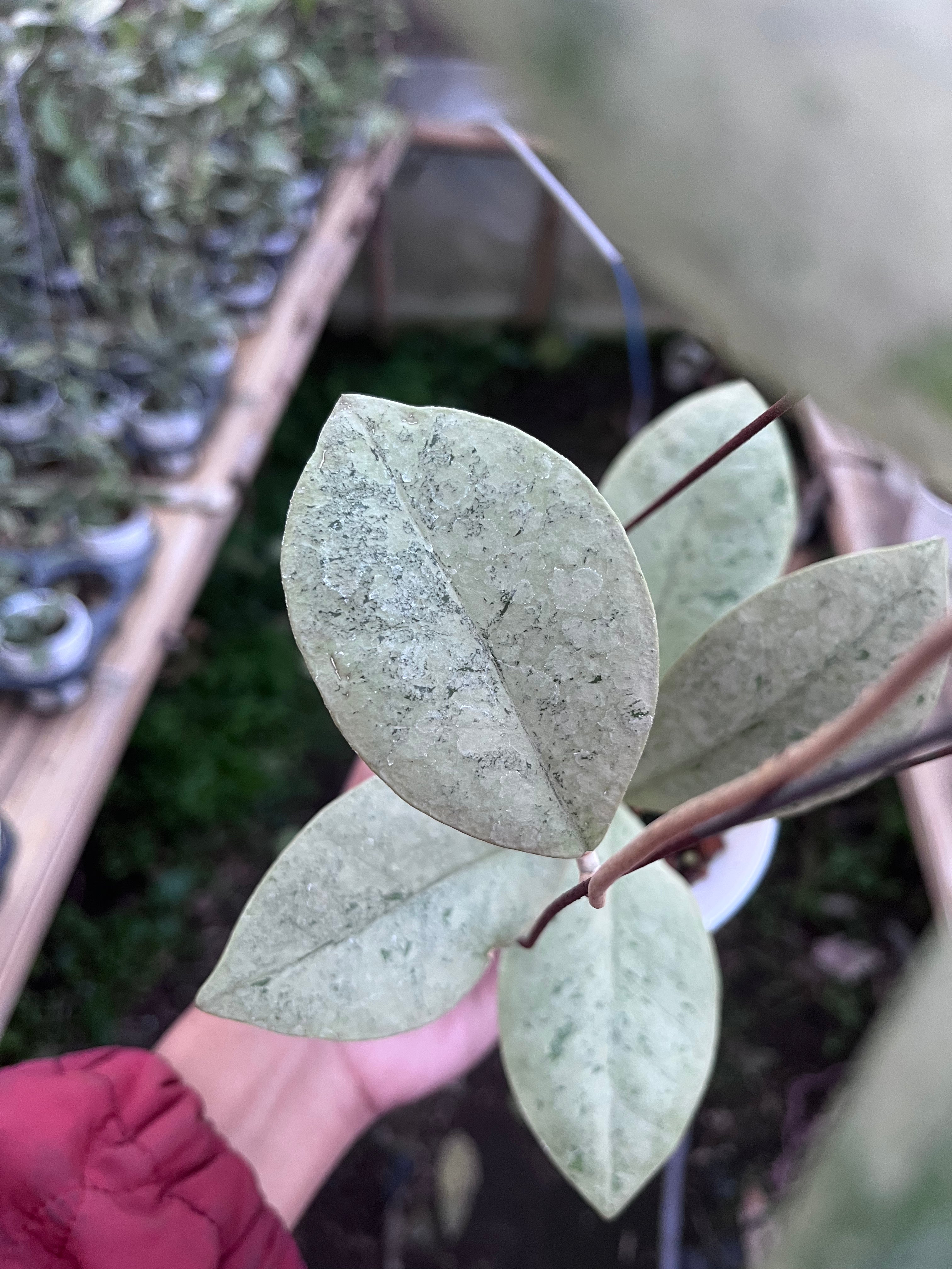 Hoya Kalbar Silver