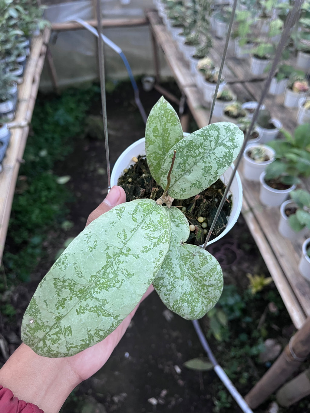 Hoya SLM 004 Silver