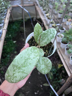 Hoya SLM 004 Silver