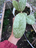 Hoya SLM 004 Silver