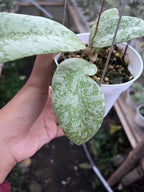 Hoya SLM 004 Silver