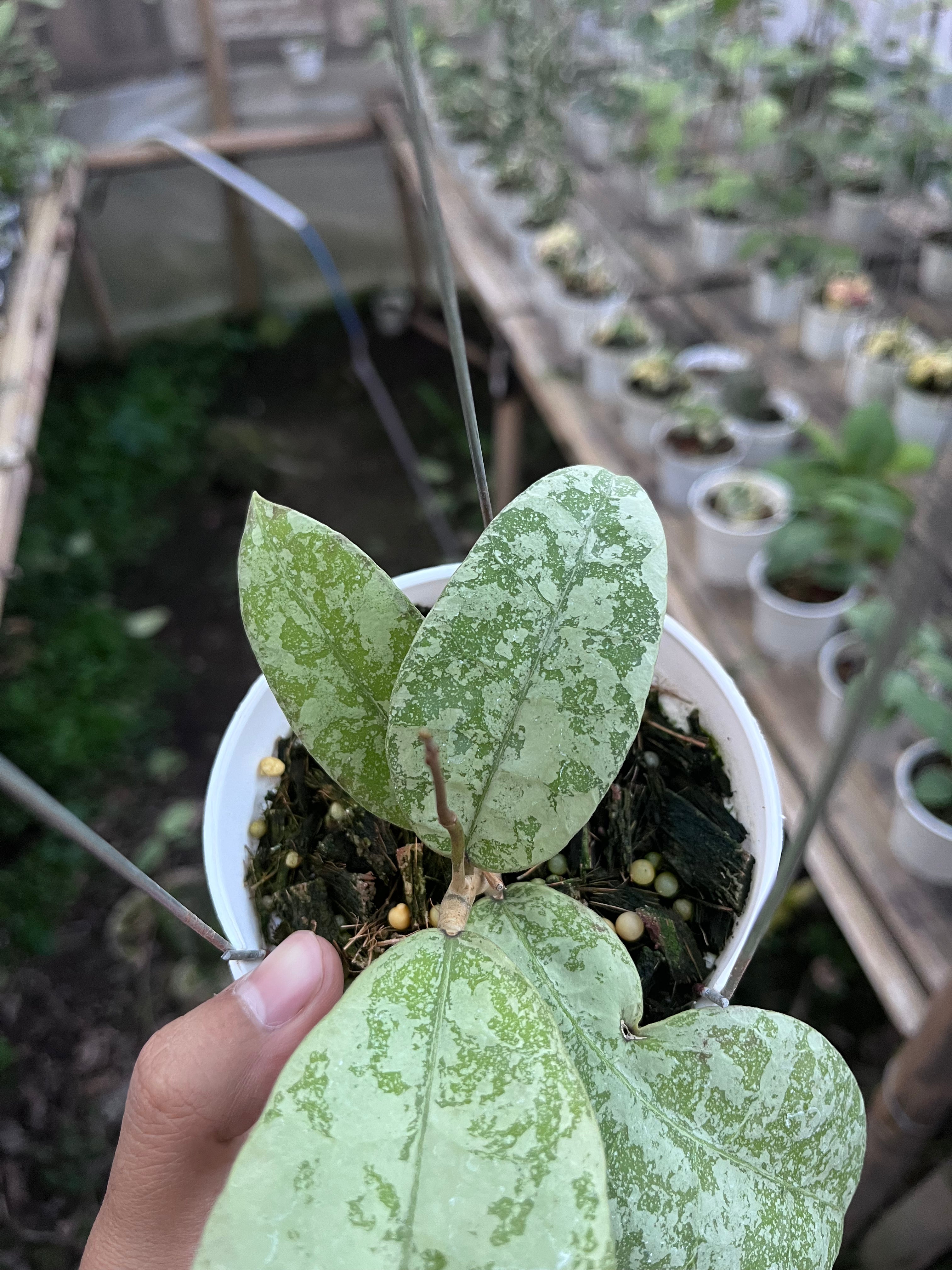Hoya SLM 004 Silver