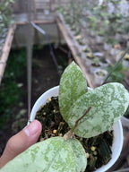 Hoya SLM 004 Silver