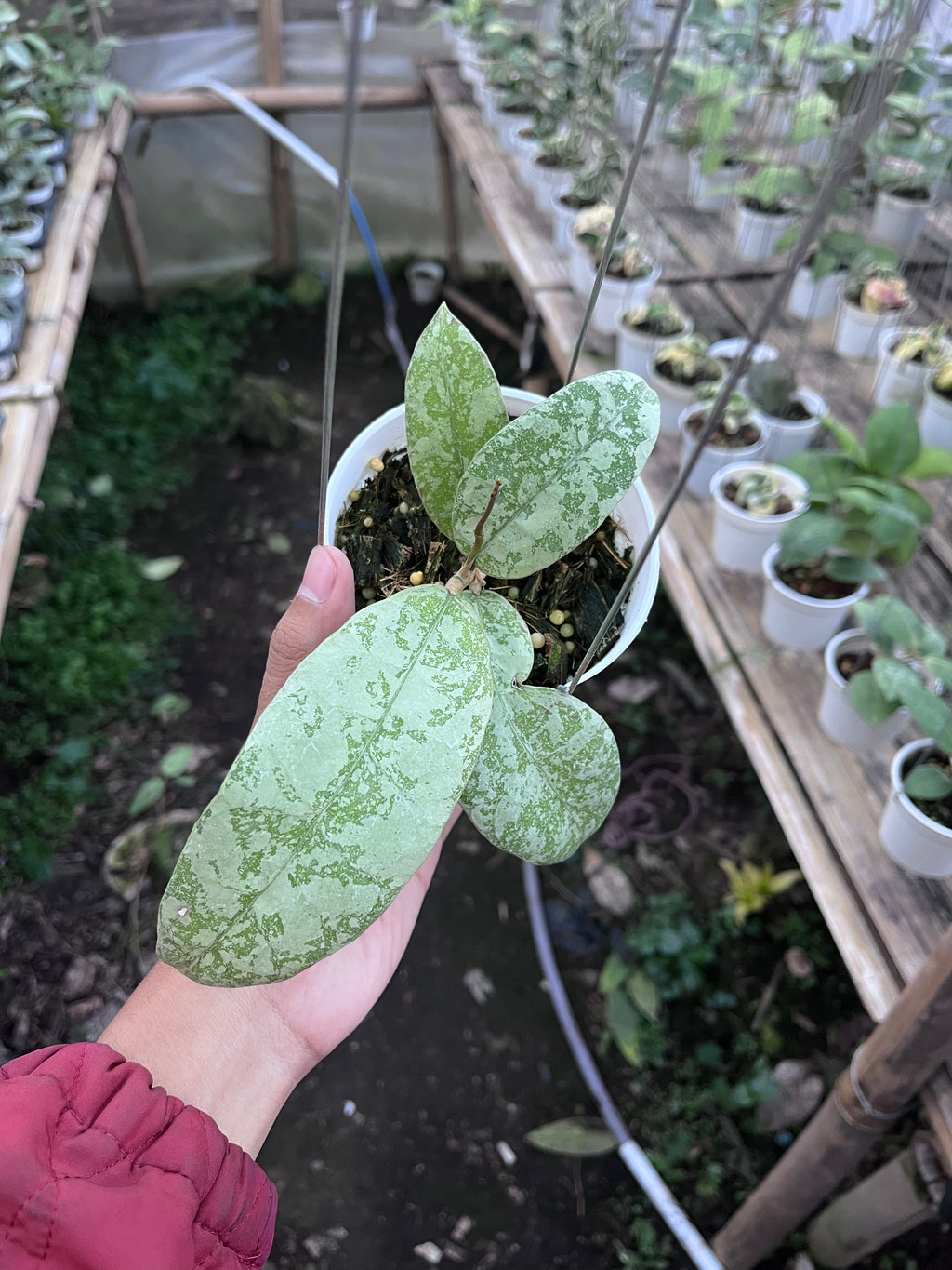 Hoya SLM 004 Silver