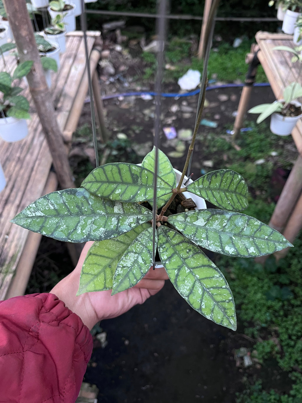 Hoya Callystophylla Splash