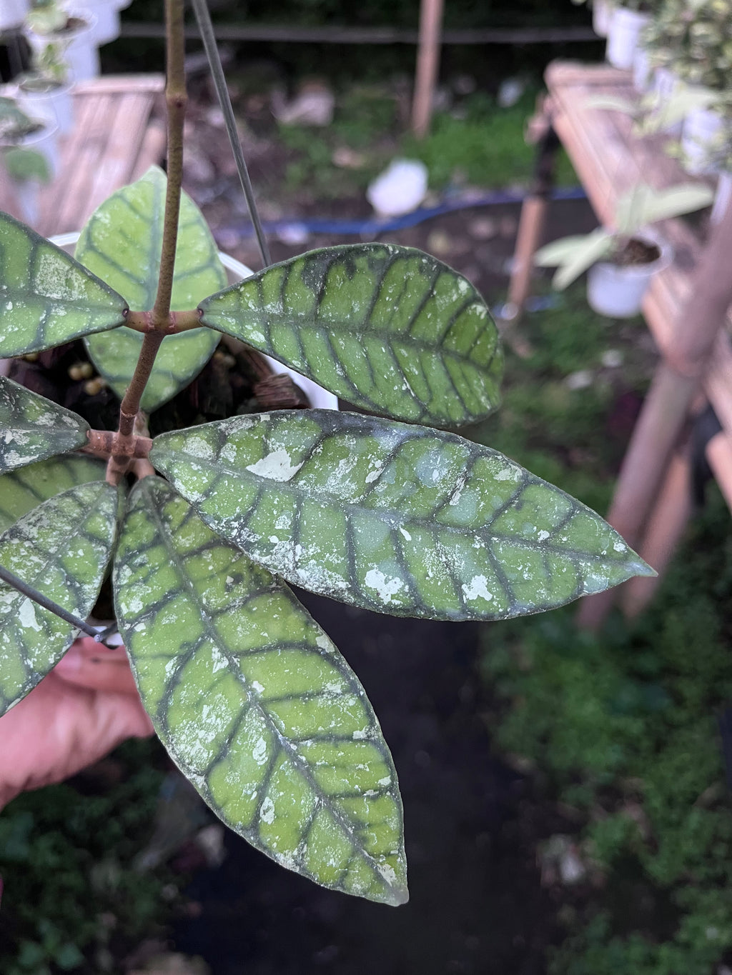 Hoya Callystophylla Splash