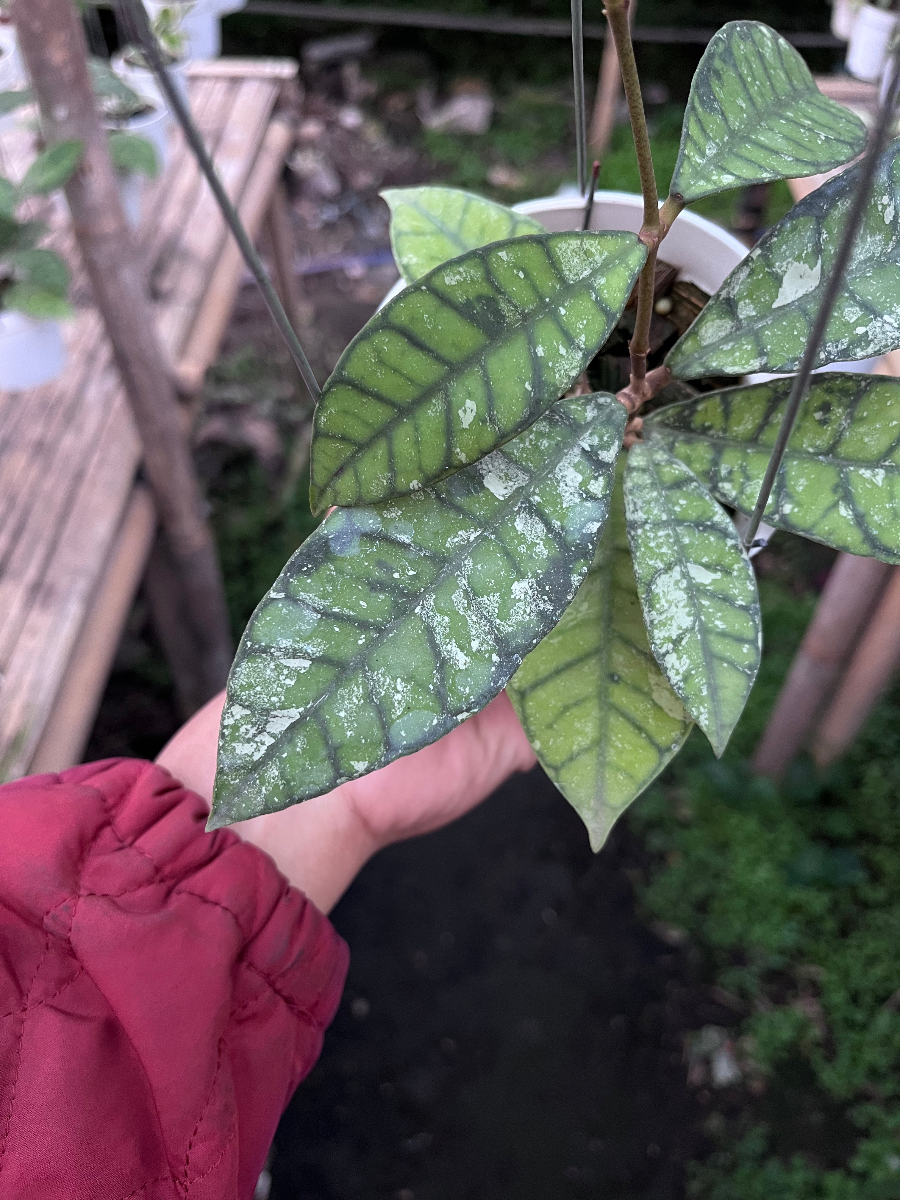 Hoya Callystophylla Splash