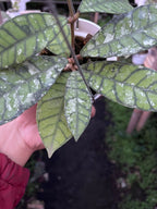 Hoya Callystophylla Splash