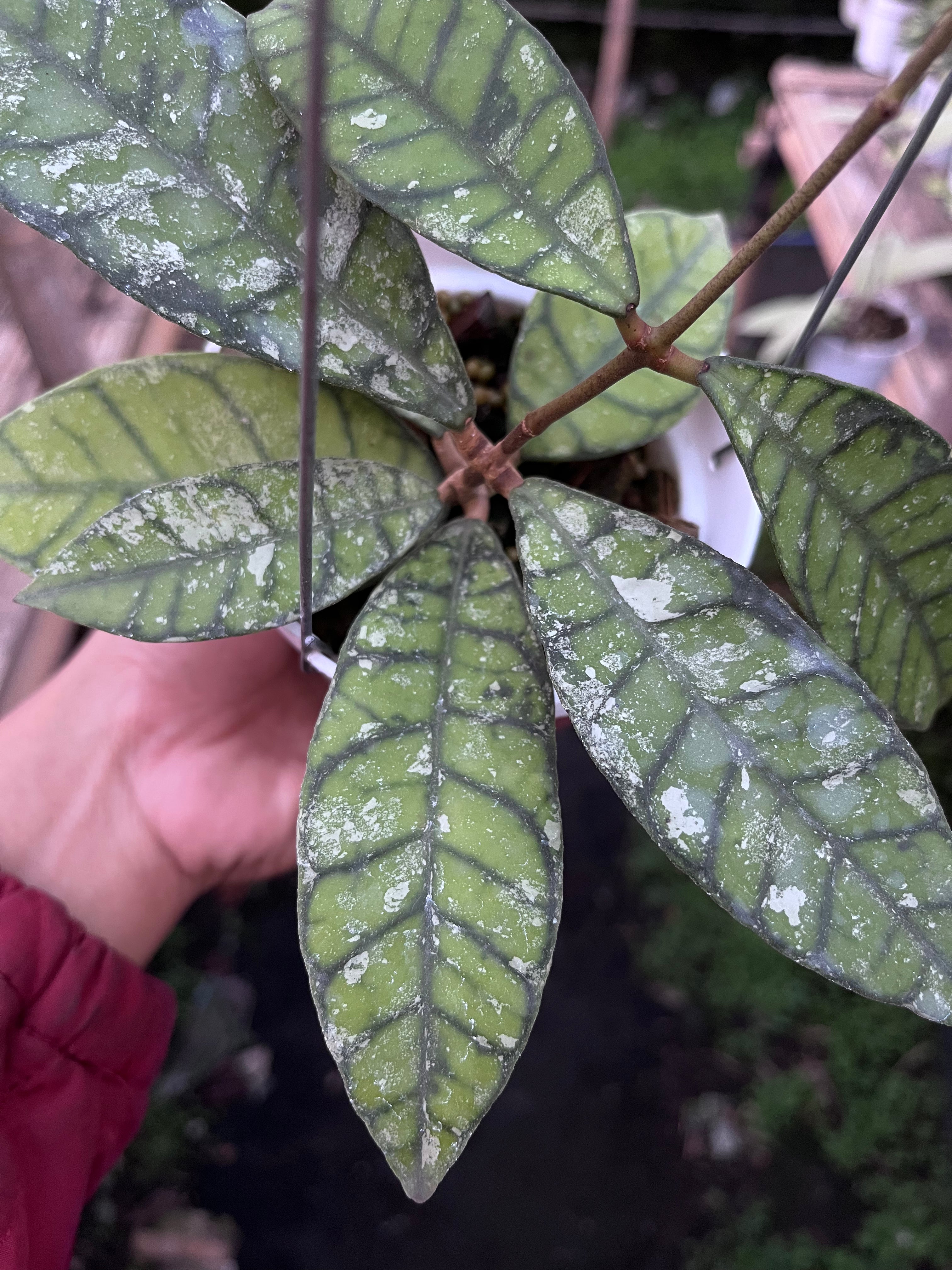 Hoya Callystophylla Splash