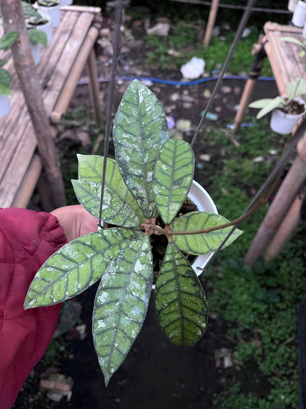 Hoya Callystophylla Splash