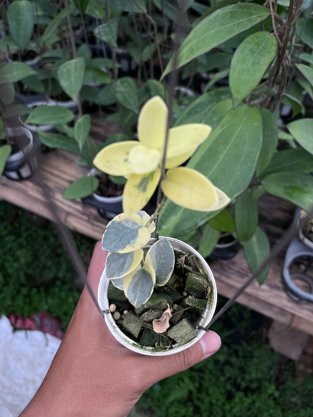 Hoya Cummingiana Albo