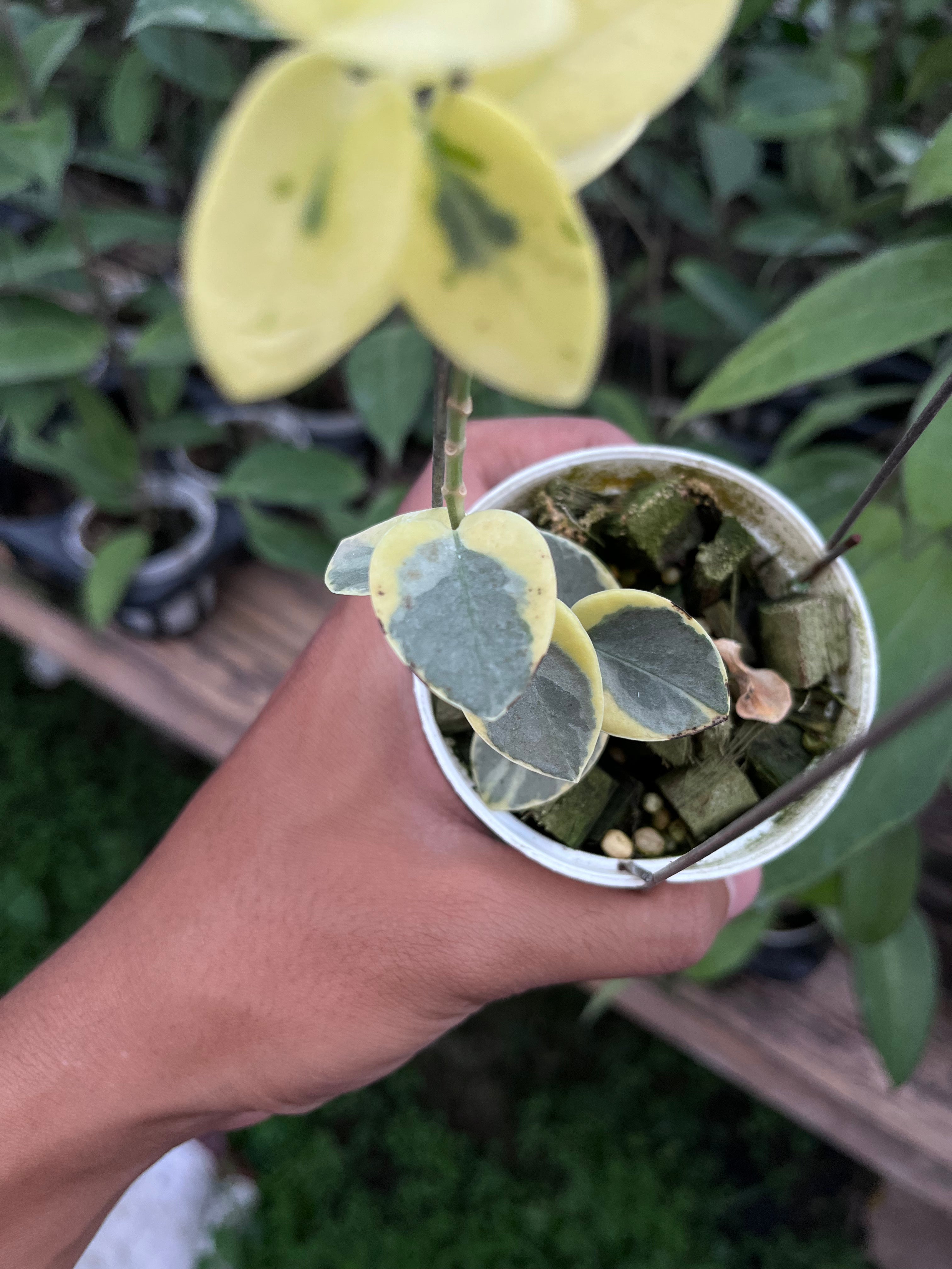 Hoya Cummingiana Albo