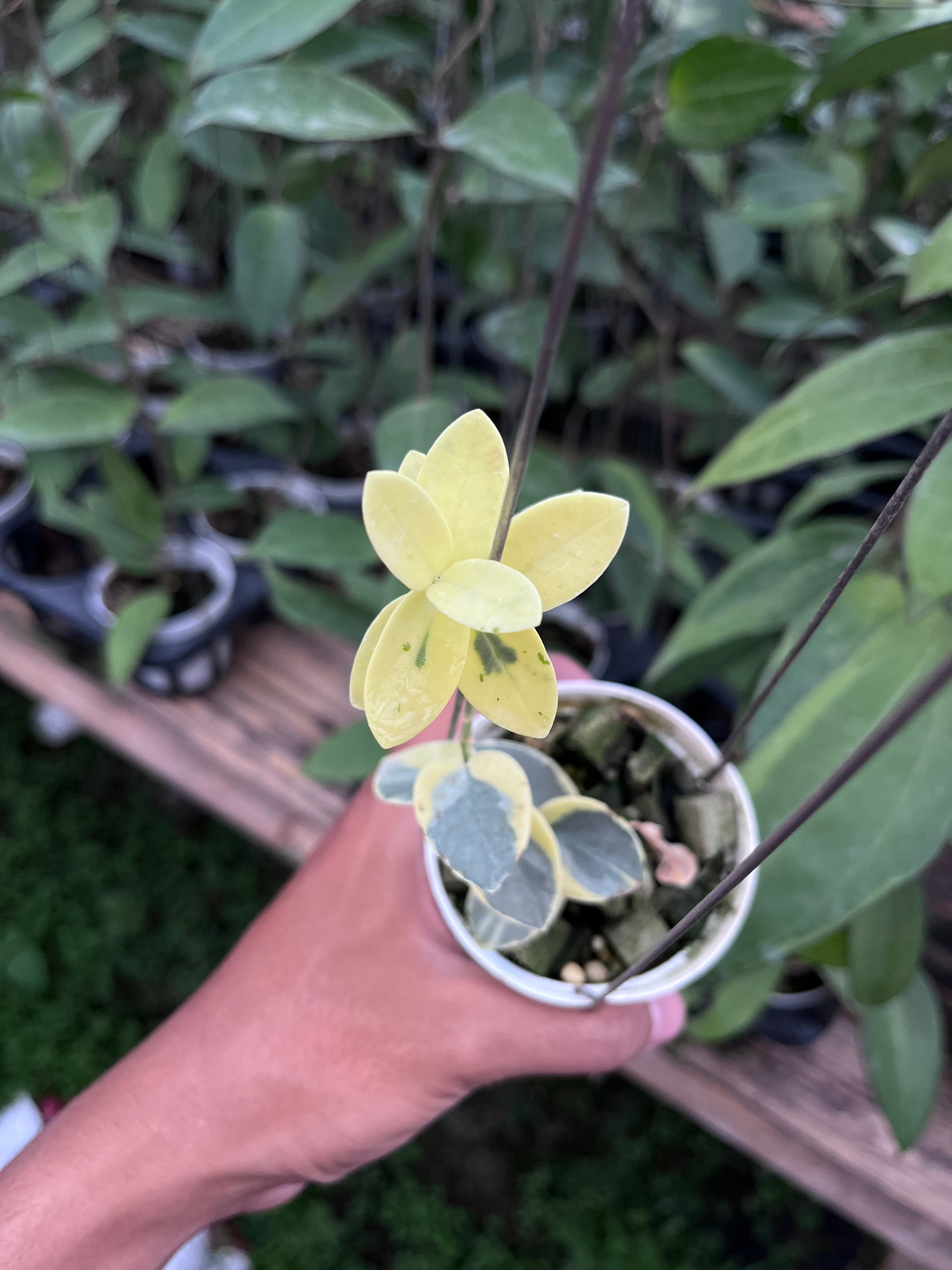 Hoya Cummingiana Albo