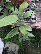 Hoya Cinnamomifolia Albo