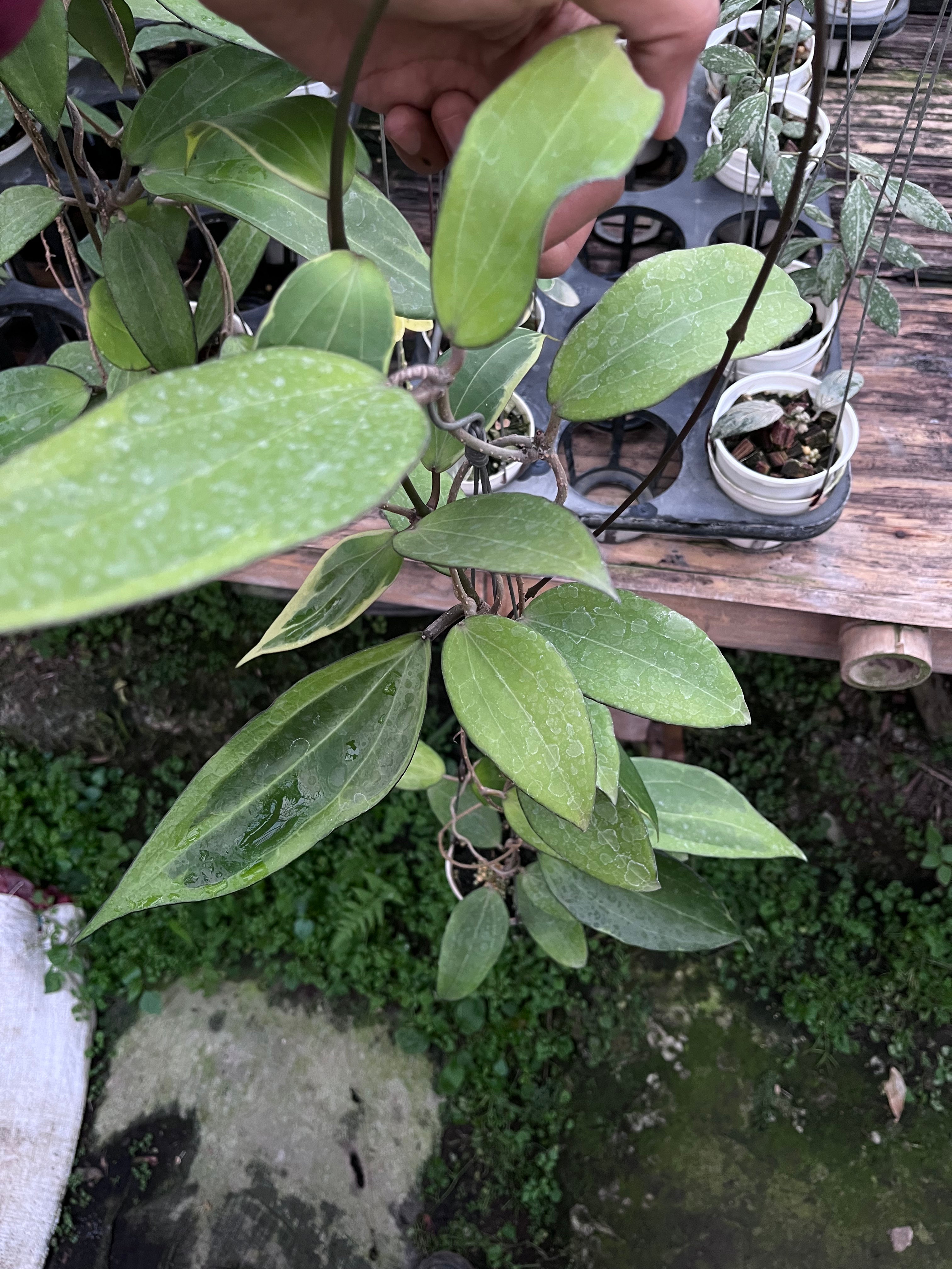 Hoya Cinnamomifolia Albo