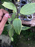 Hoya Cinnamomifolia Albo