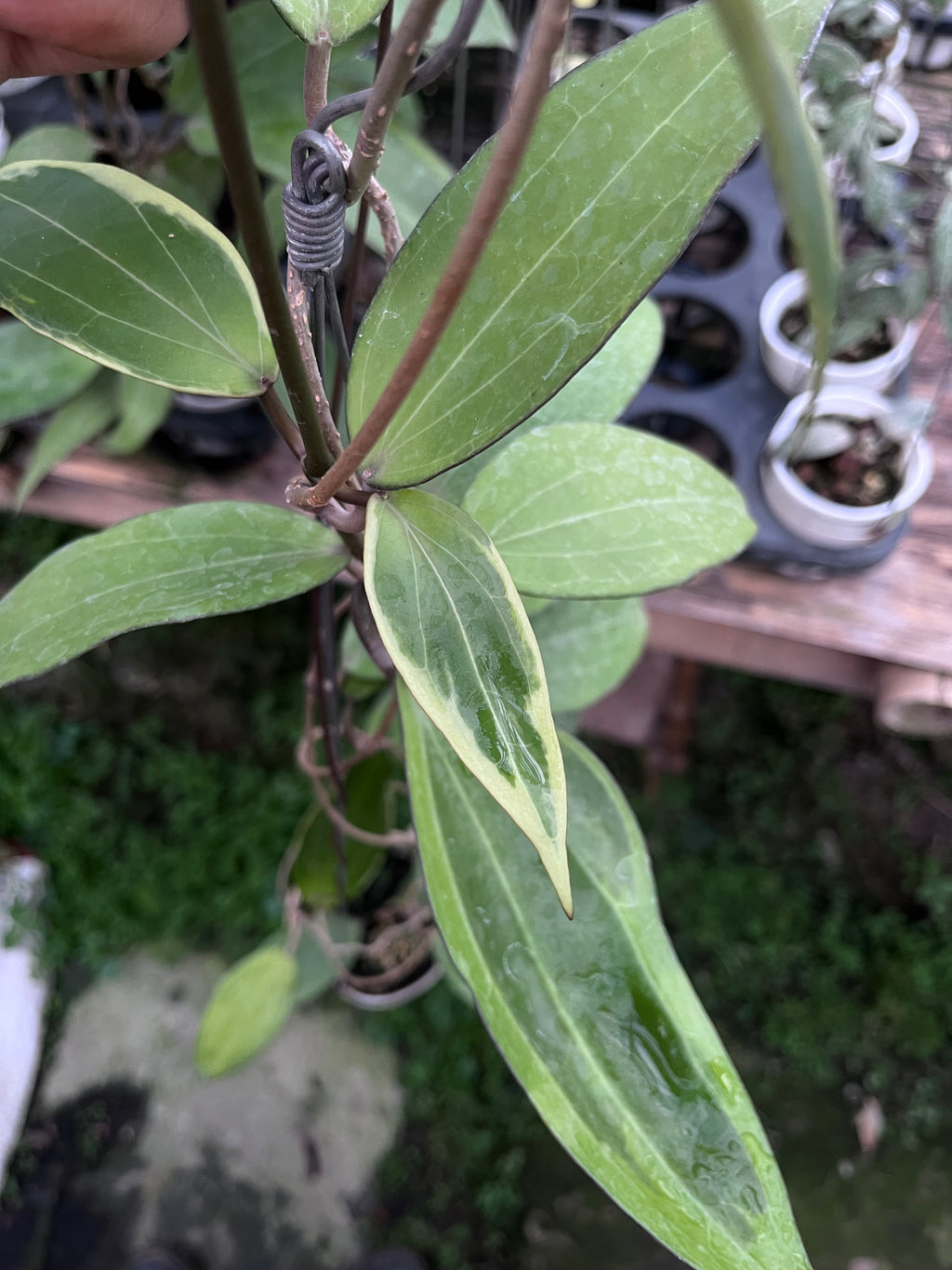 Hoya Cinnamomifolia Albo