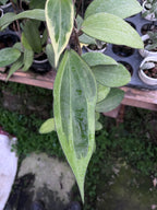 Hoya Cinnamomifolia Albo