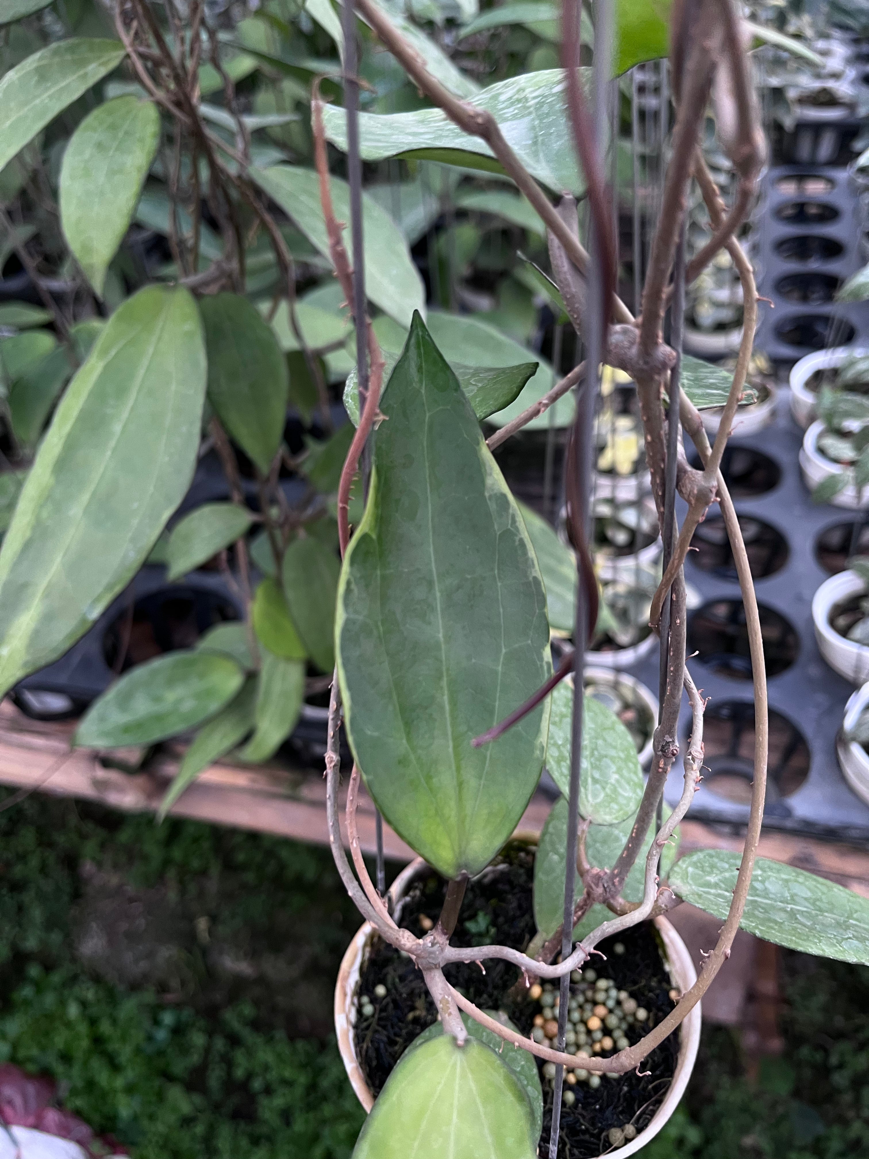 Hoya Cinnamomifolia Albo