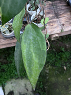 Hoya Cinnamomifolia Albo