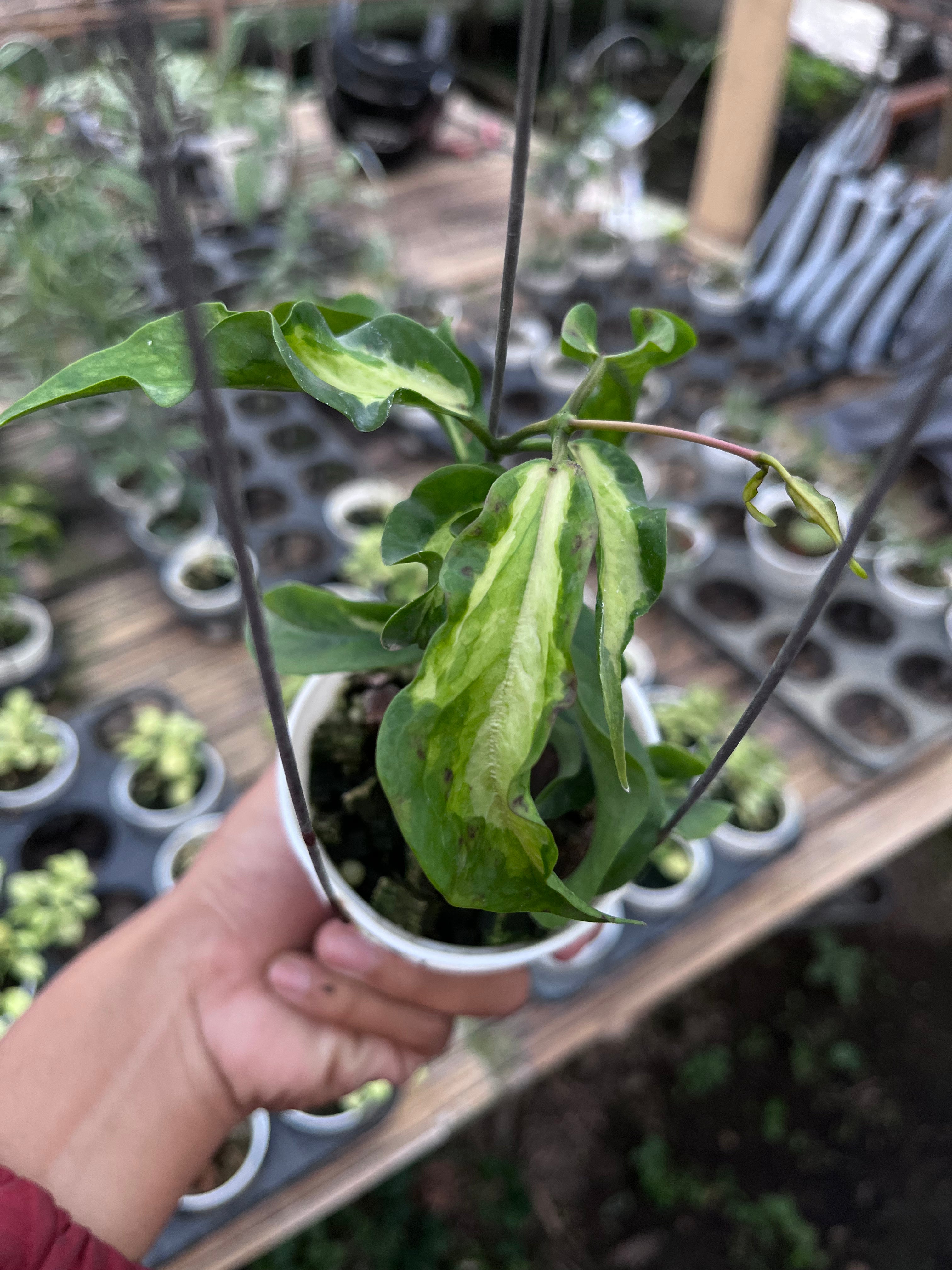 Hoya Kenejiana Inner